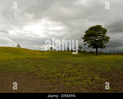 Die Antonine Wand, die römische-Finale Grenze in Großbritannien, gekleidet in Ranunkeln in der Nähe von Castlecary, Schottland Stockfoto