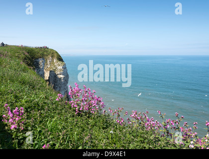 Rote Campion, (Silene Dioica) Bempton Klippen RSPB, Bridlington, East Riding of Yorkshire, England. Stockfoto