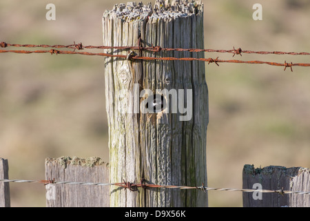 Schwarz-capped Meise im nest Stockfoto