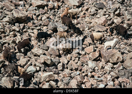 Ziegen auf den Felsen Stockfoto