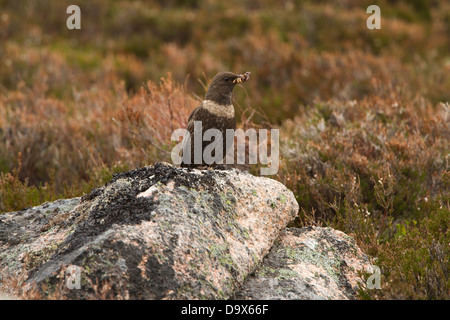 Weibliche Ring Ouzel saß auf einem Felsen mit einem Schnabel voller Würmer. Fotografiert in den Cairngorms in der Nähe von Aviemore in Schottland. Stockfoto