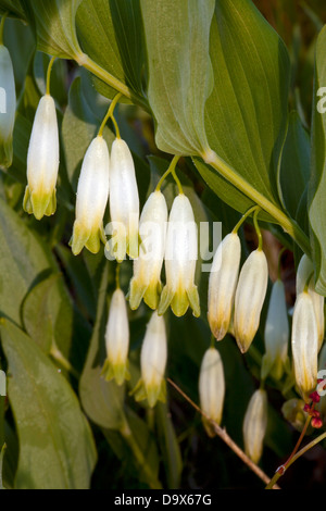 Eckige Salomonssiegel (Polygonatum Odoratum) Blumen Stockfoto