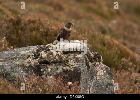 Weibliche Ring Ouzel saß auf einem Felsen mit einem Schnabel voller Würmer. Fotografiert in den Cairngorms in der Nähe von Aviemore in Schottland. Stockfoto