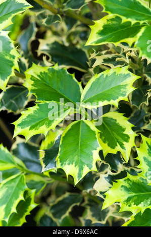 Stechpalme Ilex Aquifolium Madame briot Stockfoto