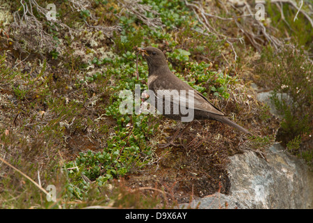 Weibliche Ring Ouzel saß auf einem Felsen mit einem Schnabel voller Würmer. Fotografiert in den Cairngorms in der Nähe von Aviemore in Schottland. Stockfoto