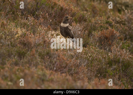 Weibliche Ring Ouzel saß auf einem Felsen mit einem Schnabel voller Würmer. Fotografiert in den Cairngorms in der Nähe von Aviemore in Schottland. Stockfoto