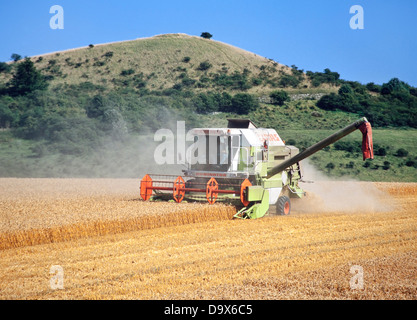 Sommer Ernte, Hertfordshire, UK, Mähdrescher schneiden gut gereiften Weizen, hayrolls Stockfoto
