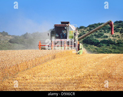 Sommer Ernte, Hertfordshire, UK, Mähdrescher schneiden gut gereiften Weizen, hayrolls Stockfoto