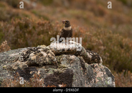 Weibliche Ring Ouzel saß auf einem Felsen mit einem Schnabel voller Würmer. Fotografiert in den Cairngorms in der Nähe von Aviemore in Schottland. Stockfoto