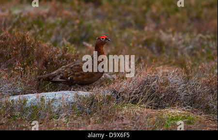 Männliche Moorschneehühner zu Fuß durch Heather. Fotografiert in den Cairngorms in der Nähe von Aviemore in Schottland. Stockfoto