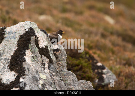 Männliche Ring Ouzel saß auf einem Felsen mit einem Schnabel voller Würmer. Fotografiert in den Cairngorms in der Nähe von Aviemore in Schottland. Stockfoto
