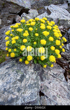 Goldene Wurzel (Rhodiola Rosea) Stockfoto