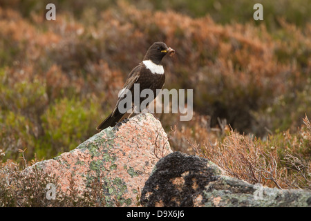 Männliche Ring Ouzel saß auf einem Felsen mit einem Schnabel voller Würmer. Fotografiert in den Cairngorms in der Nähe von Aviemore in Schottland. Stockfoto