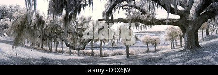 180-Grad-Panorama der Eiche Baum und South Carolina Küste Stockfoto