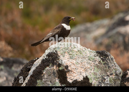 Männliche Ring Ouzel saß auf einem Felsen mit einem Schnabel voller Würmer. Fotografiert in den Cairngorms in der Nähe von Aviemore in Schottland. Stockfoto