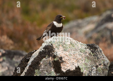 Männliche Ring Ouzel saß auf einem Felsen mit einem Schnabel voller Würmer. Fotografiert in den Cairngorms in der Nähe von Aviemore in Schottland. Stockfoto