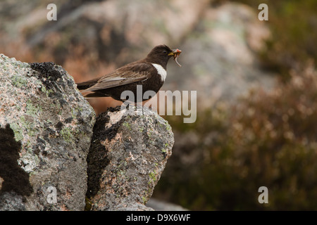 Männliche Ring Ouzel saß auf einem Felsen mit einem Schnabel voller Würmer. Fotografiert in den Cairngorms in der Nähe von Aviemore in Schottland. Stockfoto