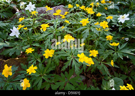 Gelbe Anemone (Anemone Ranunculoides) Stockfoto