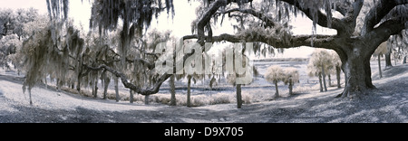 180-Grad-Panorama der Eiche Baum und South Carolina Küste Stockfoto