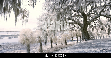 90-Grad-Panorama der Küste und Bäume in South carolina Stockfoto