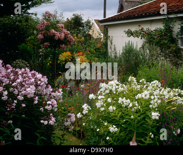 Englischer Cottage-Garten mit rosa und weißen Phlox in Grenzen in dichten Pflanzung Schema Stockfoto