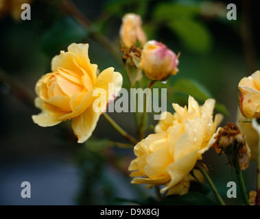 Nahaufnahme von blass Orange-gelbe Rosen Stockfoto