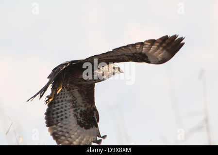 Europäische Bussard (Buteo Buteo) im Flug, von der Seite gesehen Stockfoto