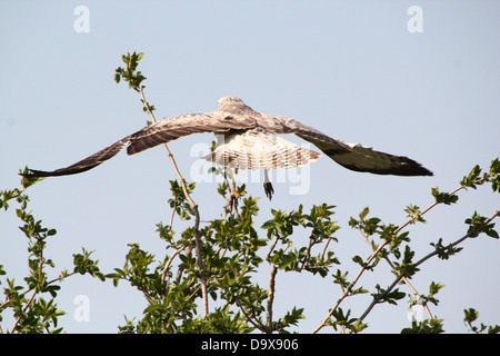 Europäische Bussard (Buteo Buteo) im Flug, von hinten gesehen Stockfoto