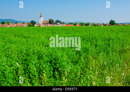 Rotbav, Brasov: Wunderschönes grün Ansicht in einem Siebenbürgischen Dorf, mit der befestigten Kirche im Hintergrund.
