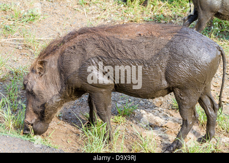 Warzenschwein im Hluhluwe Game Park, Kwazulu-Natal Stockfoto