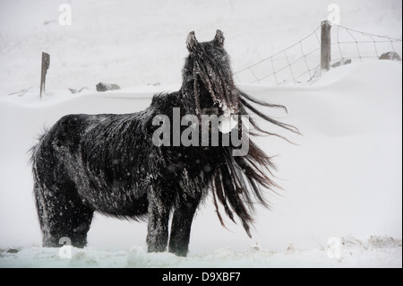 Fiel Pony Weiden im Schneesturm, Cumbria. Stockfoto