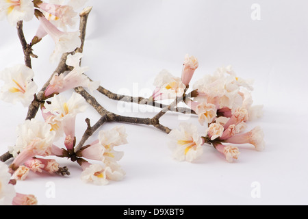 Tabebuia Blumen auf einem Ast auf weißem Hintergrund Stockfoto