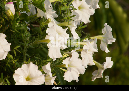 Weißen Petunien Pflanze in voller Blüte Stockfoto