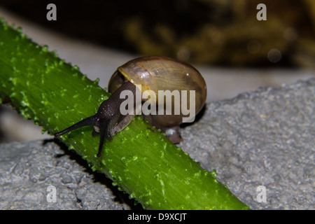 Schnecke auf grünem Stiel Stockfoto