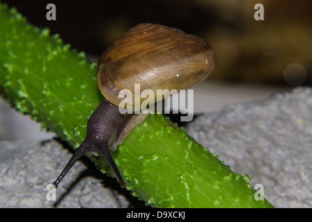 Schnecke auf grünem Stiel Stockfoto