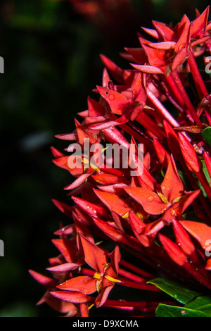Dschungel Geranie (Ixora Coccinea). Rote Farbe Stockfoto