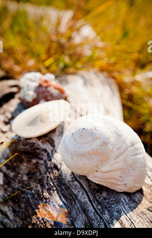 Muscheln und Sand-Dollars auf Treibholz Stockfoto