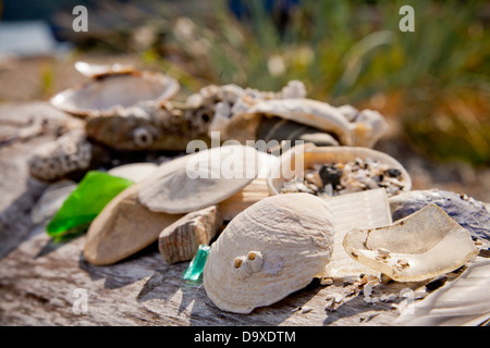 Muscheln und Sand-Dollars auf Treibholz Stockfoto