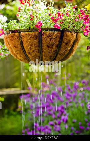 Hängende Blumenkorb immer bewässert Stockfoto