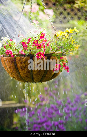 Hängende Blumenkorb immer bewässert Stockfoto
