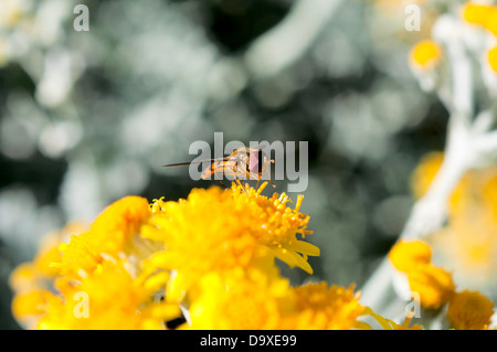 Bienen produzieren Honig aus gelbe Blume Stockfoto