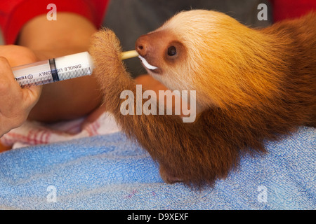 Hausmeister füttert die zweizärtige Sloth-Milch des Waisen Hoffmann (Choloepus hoffmanni) durch eine Spritze im Sloth Sanctuary in Costa Rica Stockfoto
