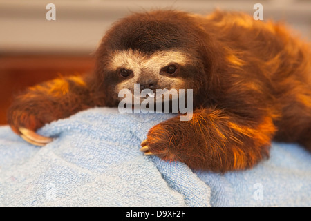 Baby Brown-throated Dreifingerfaultier (Bradypus Variegatus) mit Milch auf Gesicht nach gefüttert Sloth Sanctuary Stockfoto