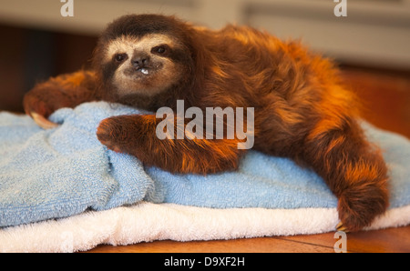 Baby Brown-throated three-toed Sloth (Bradypus variegatus) mit Milch im Gesicht nach der Fütterung in der Sloth Sanctuary in Costa Rica Stockfoto