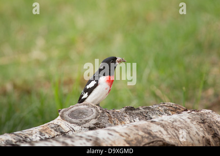 Rose – Breasted Kernbeißer - männlich Stockfoto