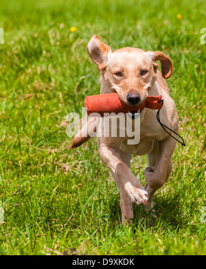 Goldene oder gelben Labrador, ein Gebrauchshund Gun abrufen einen Dummy während einer Fortbildungsveranstaltung Stockfoto