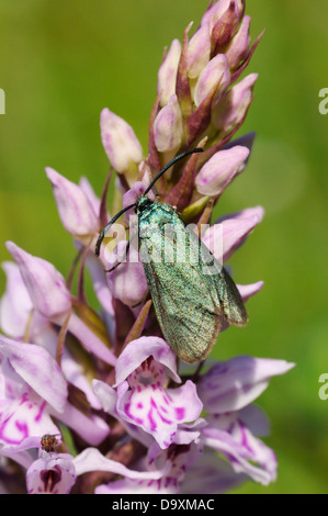 Cistus Forester - Adscita Geryon auf gemeinsame entdeckt Orchidee - Dactylorhiza fushsii Stockfoto