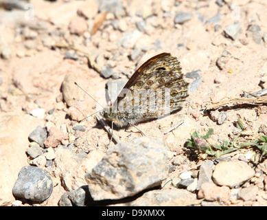 Wand braun Schmetterling (Lasiommata Megera) posiert auf dem Boden mit Flügeln geschlossen Stockfoto