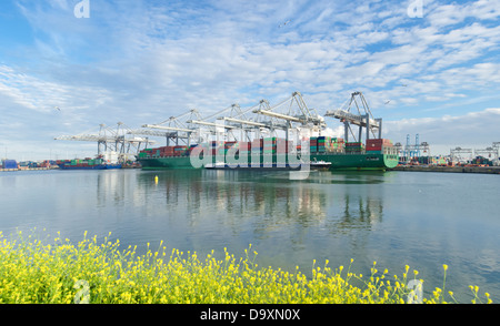 Containerschiff im Hafen von Rotterdam entladen wird Stockfoto