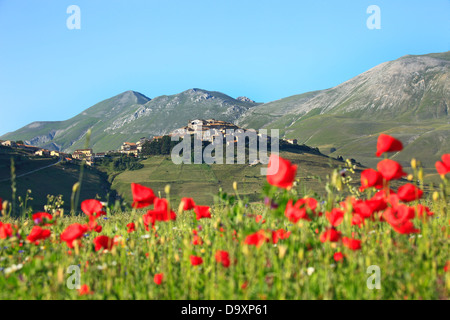 Italien, Umbrien, Perugia Bezirk Monti Sibillini Nationalpark, Castelluccio di Norcia, Blüte Stockfoto